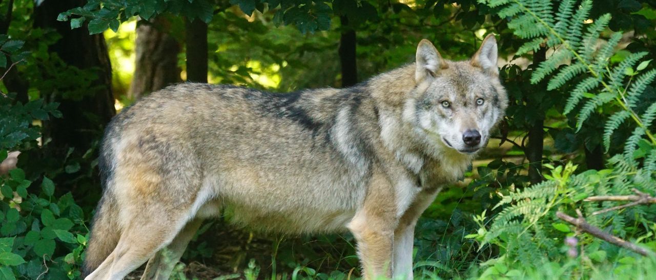 Un ejemplar de lobo.