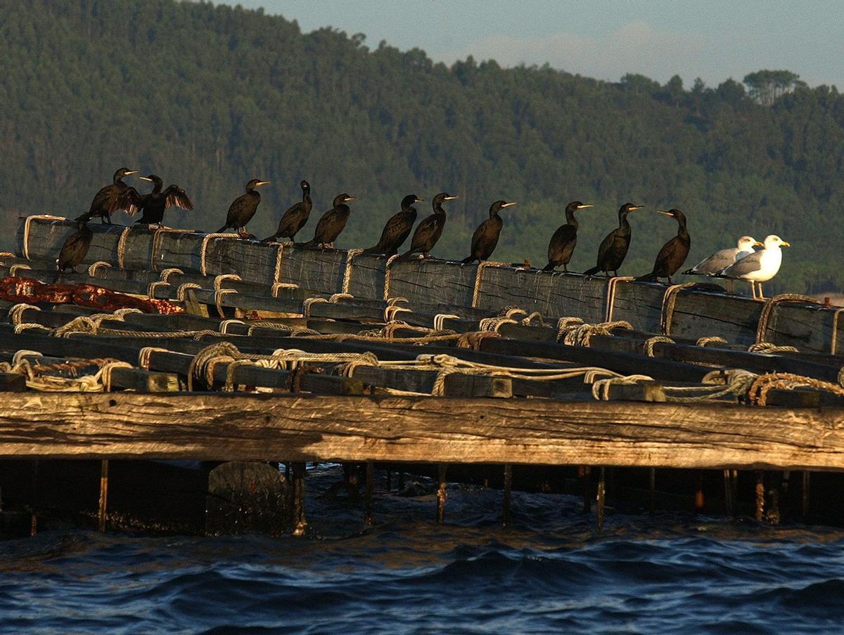 AVES. CORMORANES EN LAS ISLAS CIES (VIGO)