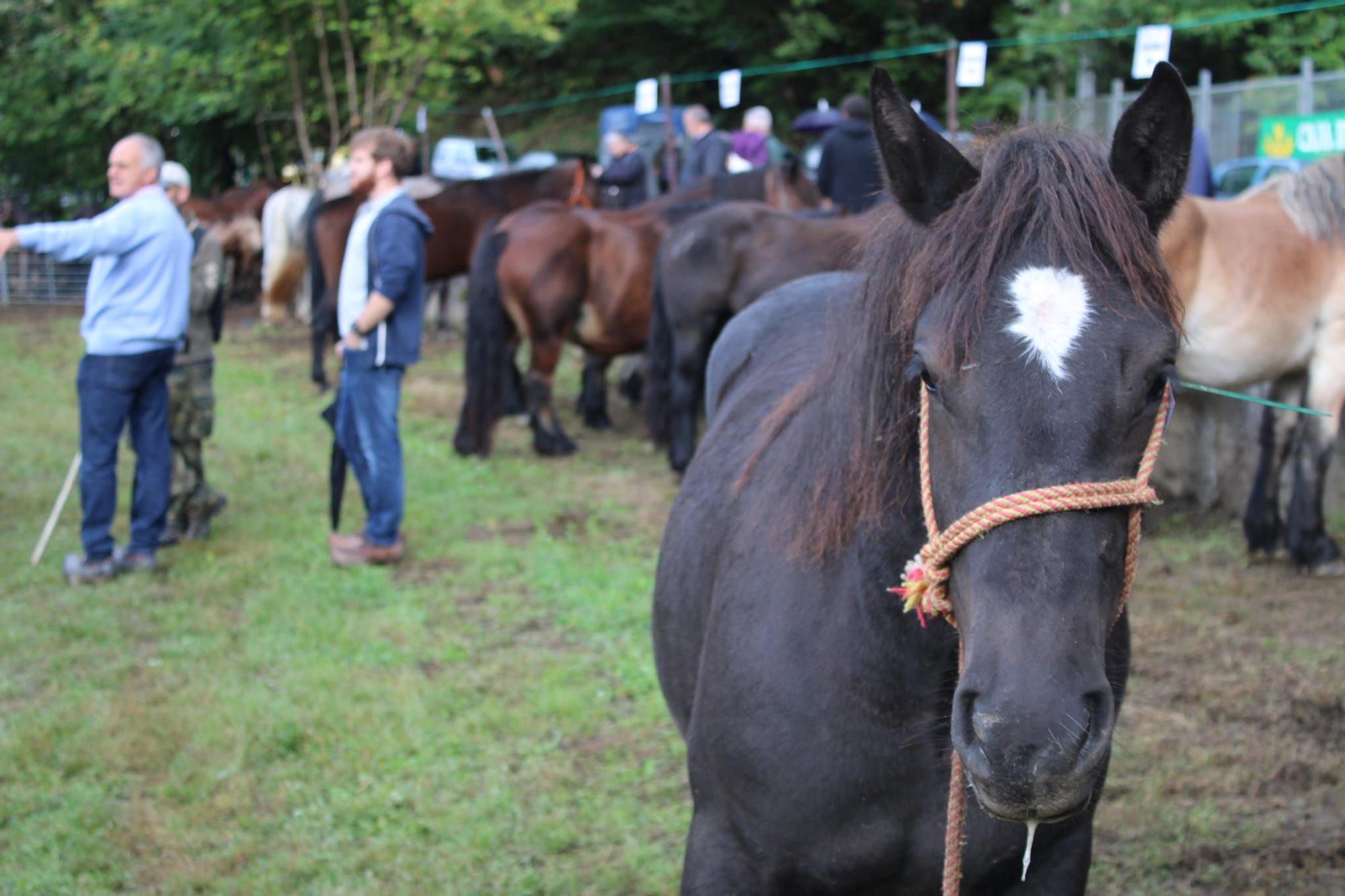 La feria de ganado de Sobrescobio vuelve con 536 animales tras dos años de parón por la pandemia