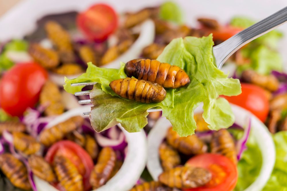 El insecto de gusano o crisalis, considerado una buena fuente de proteínas.