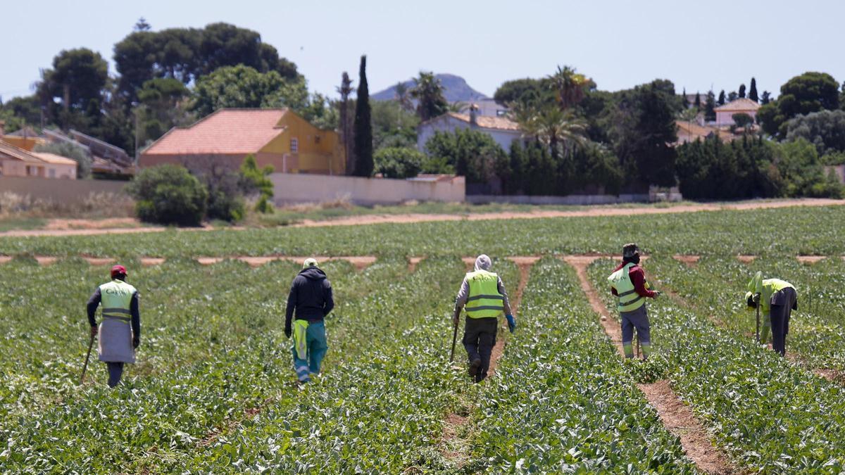 Jornaleros trabajando en un terreno del Campo de Cartagena.