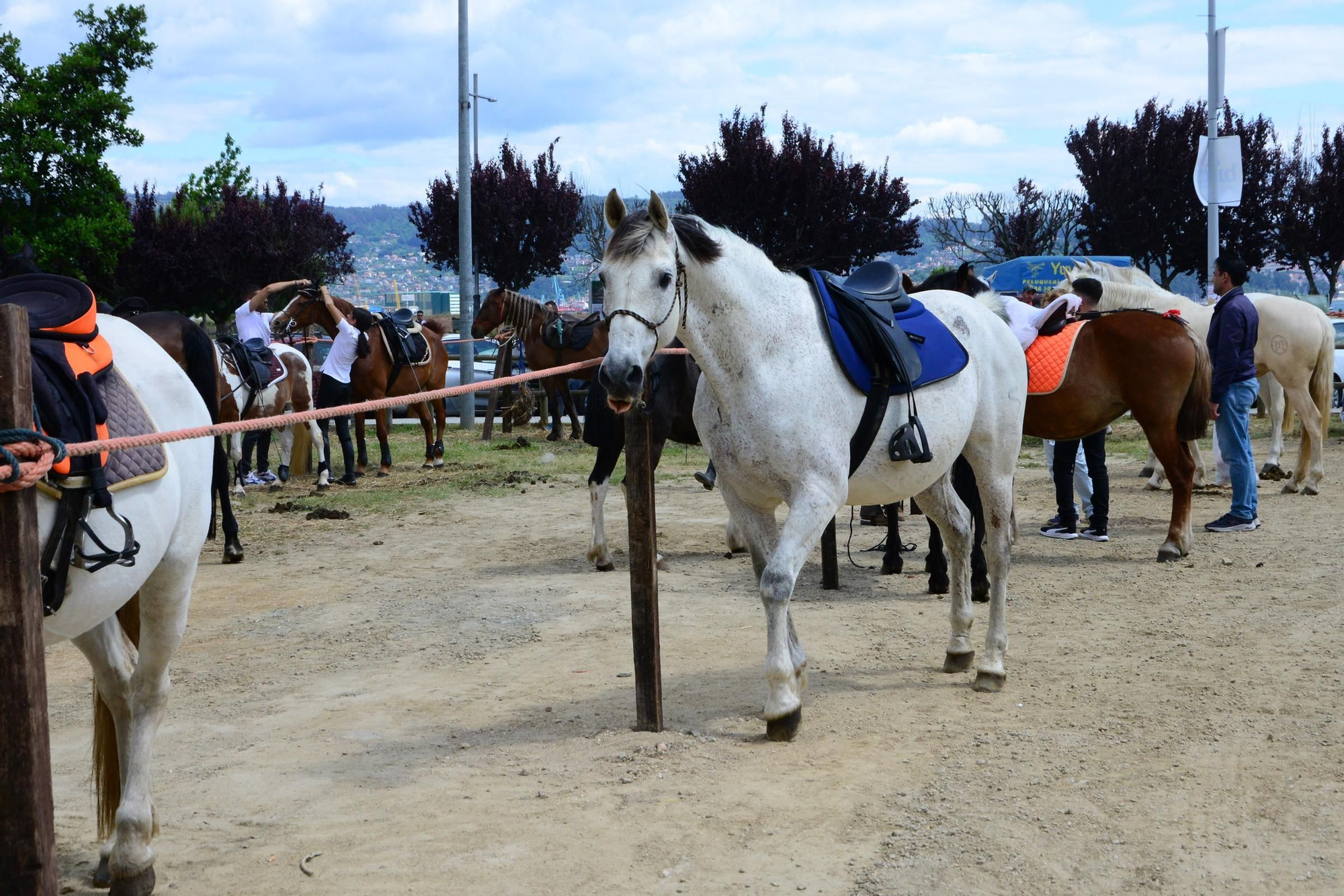 Más de 200 jinetes en la Xuntaza Cabalar de Moaña