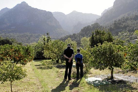 Auf der biologischen Zitrus-Plantage Ecovinyassa in Sóller ziehen die weißen Blüten nicht nur Bienen an.