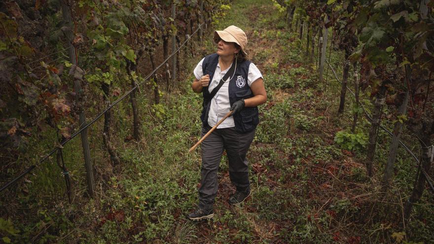 Tenerife Phylloxera Contained, Vineyard Roots Unaffected