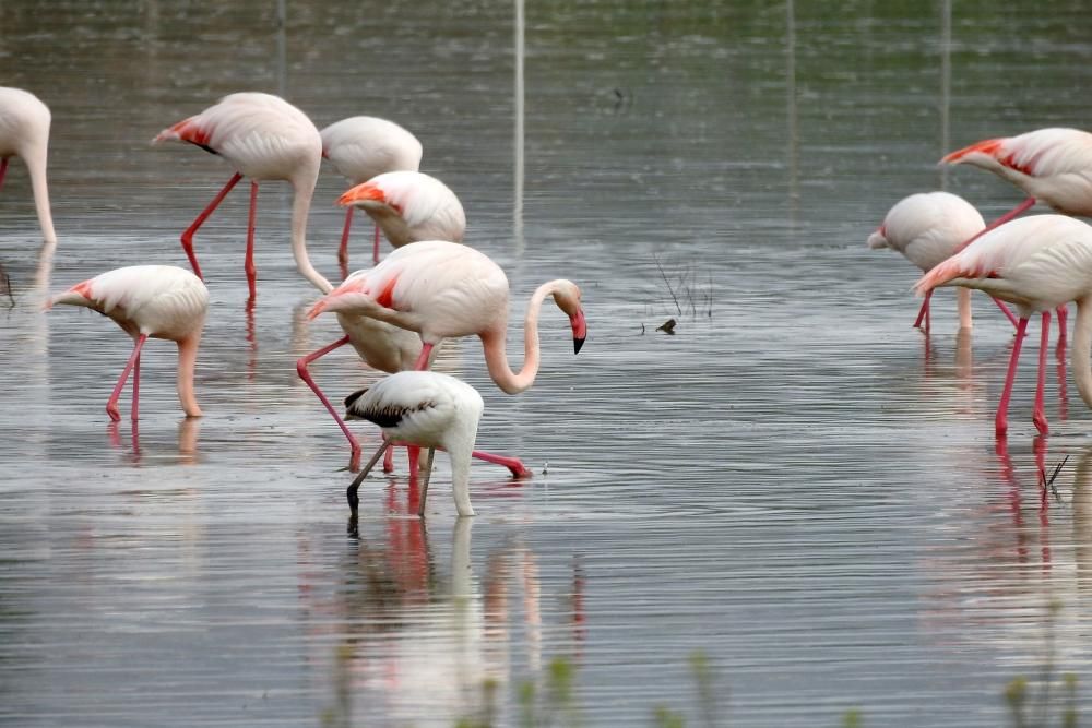 Flamencos y todo tipo de aves en la Laguna de Villena