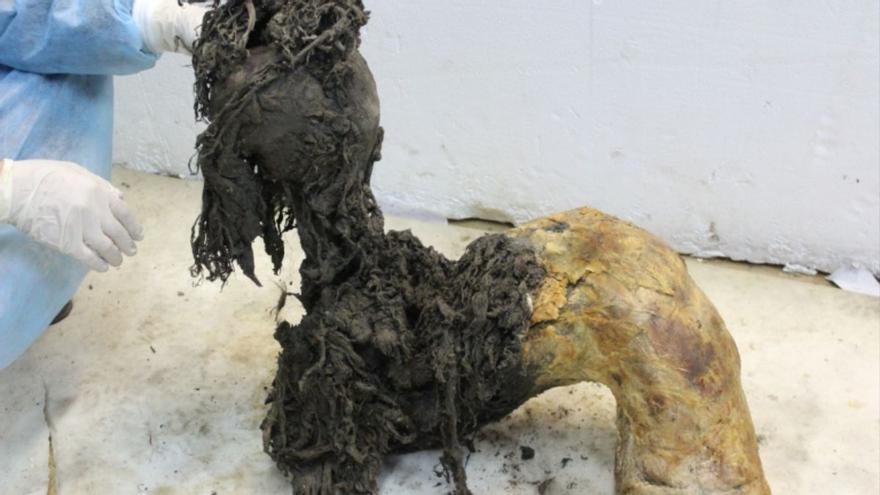 Extraen el ARN más antiguo del mundo: proviene de un mamut lanudo