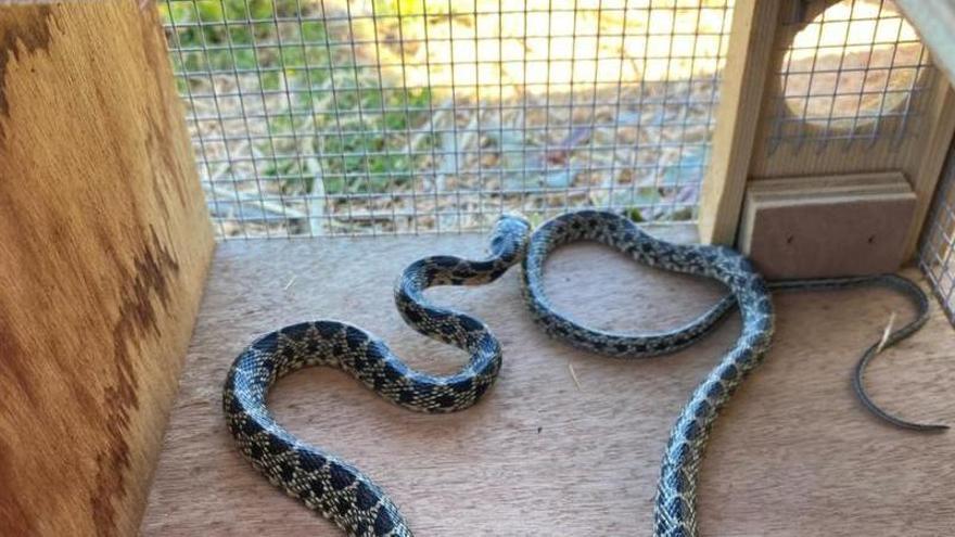 Snake invasion in the Balearics: “Not even an army could eradicate them”