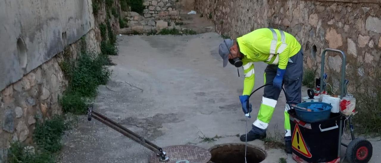 Trabajos para el control de plagas en una calle del municipio