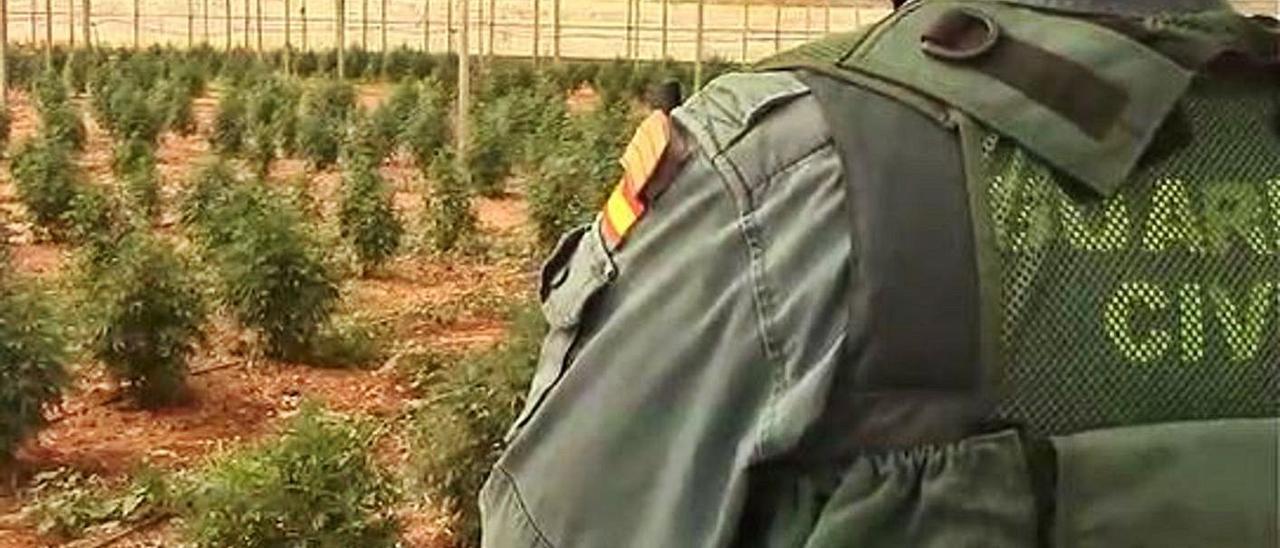 La plantación de marihuana fue localizada por la Guardia Civil.  | G.C.