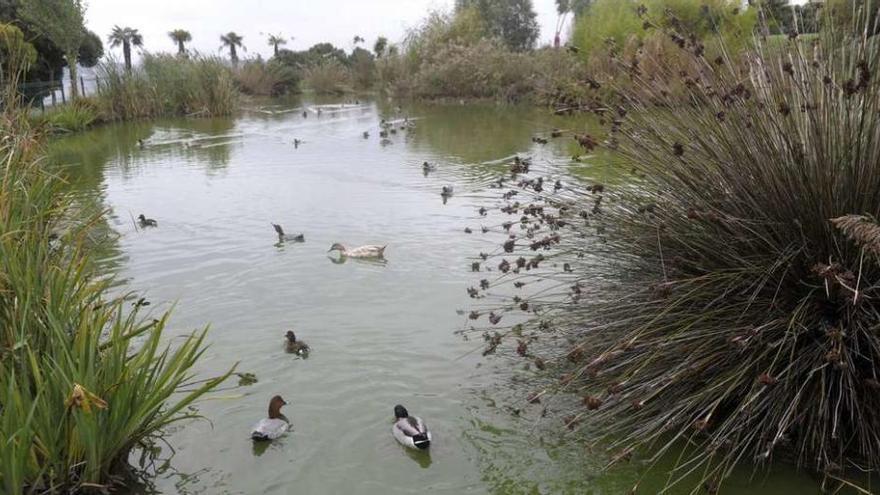 Aves acuáticas, en la tarde de ayer, nadan en el estanque del parque de Eirís.