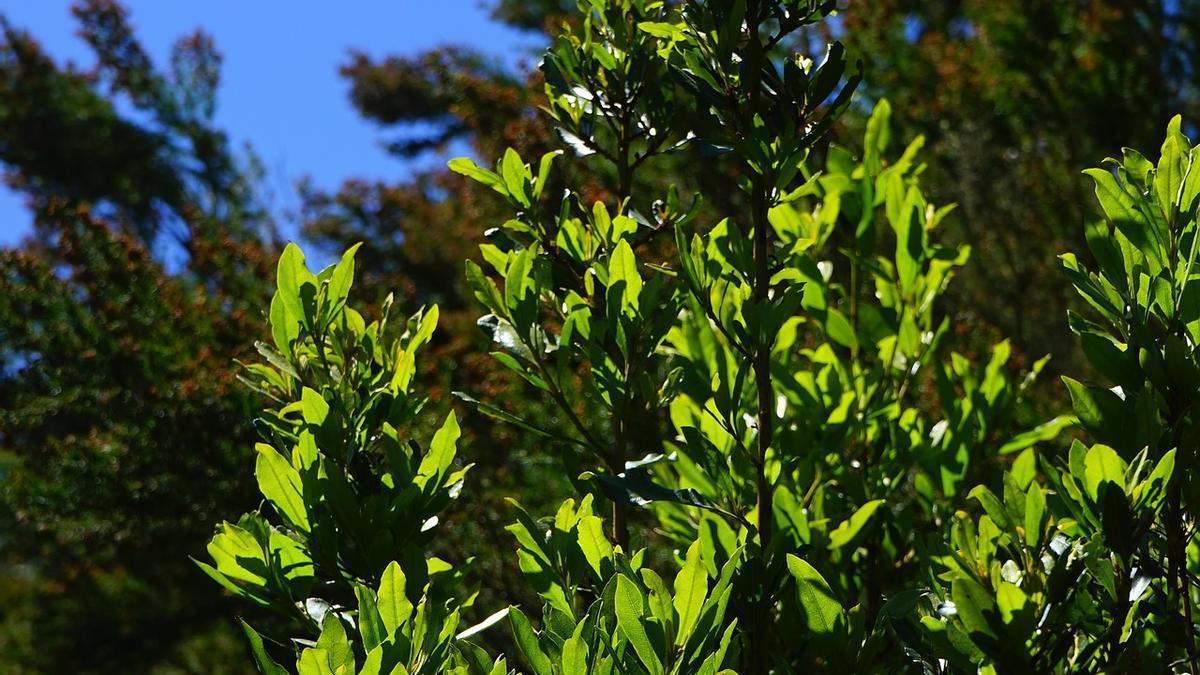 El Mocam es un árbol endémico de Canarias