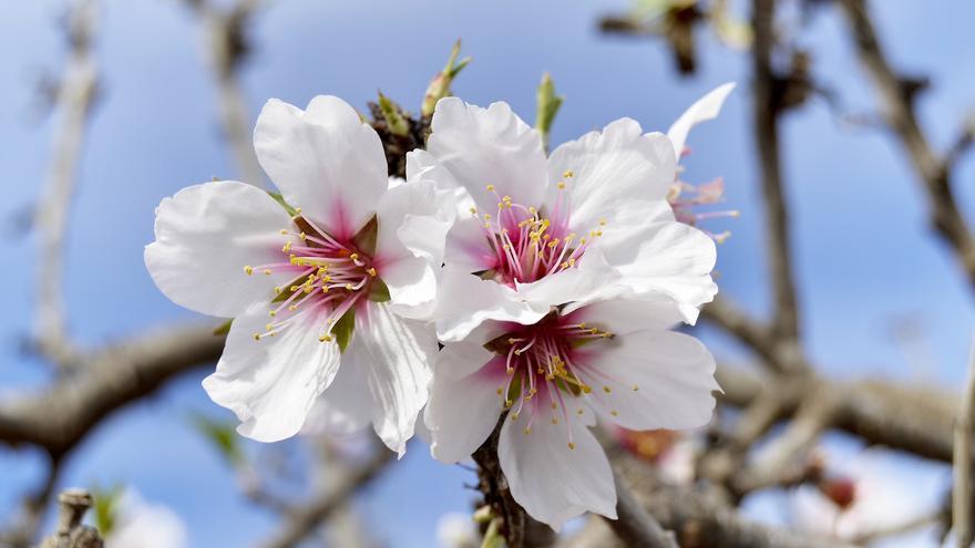 Los árboles florecen a destiempo en España por el cambio climático