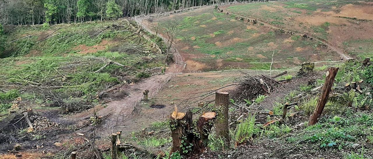 A la derecha, la parcela en la que se desarrolló la primera fase de la plantación; a la izquierda, los terrenos en los que se prevé abordar el nuevo proyecto. | LNE