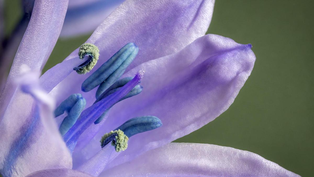 Las campanillas son flores muy resistentes