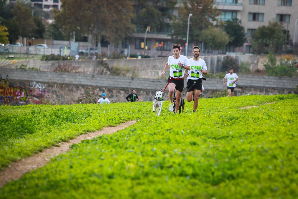 Can We Run Mallorca: So war das Hunderennen