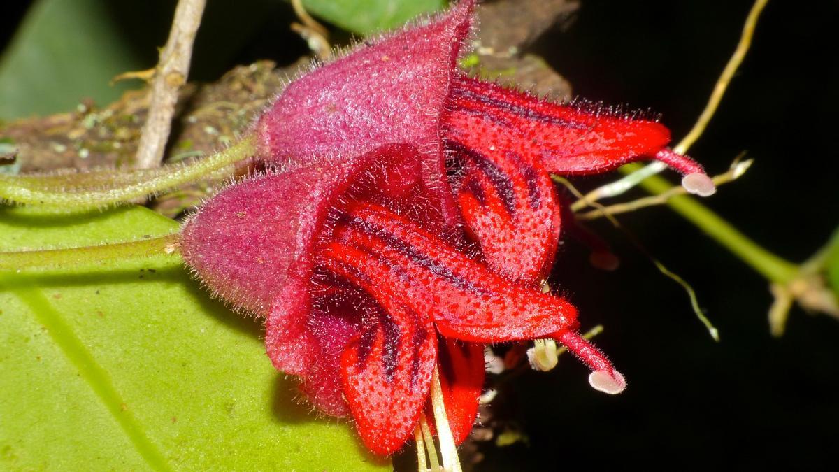 Aeschynanthus o planta pintalabios