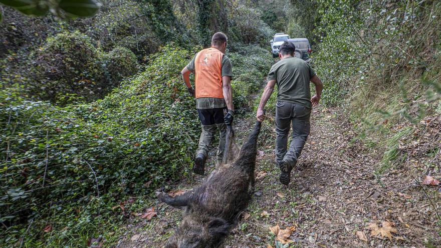 Dos caçadors arrosseguen un senglar en una batuda de caça en un vedat privat del Gironès. | MANU MITRU