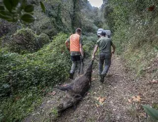 La caça s’erigeix com a solució a la crisi de la pesta porcina
