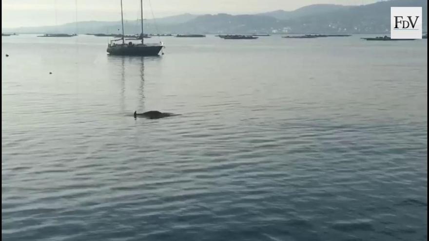 Un delfín, a sus anchas por la Ría de Vigo