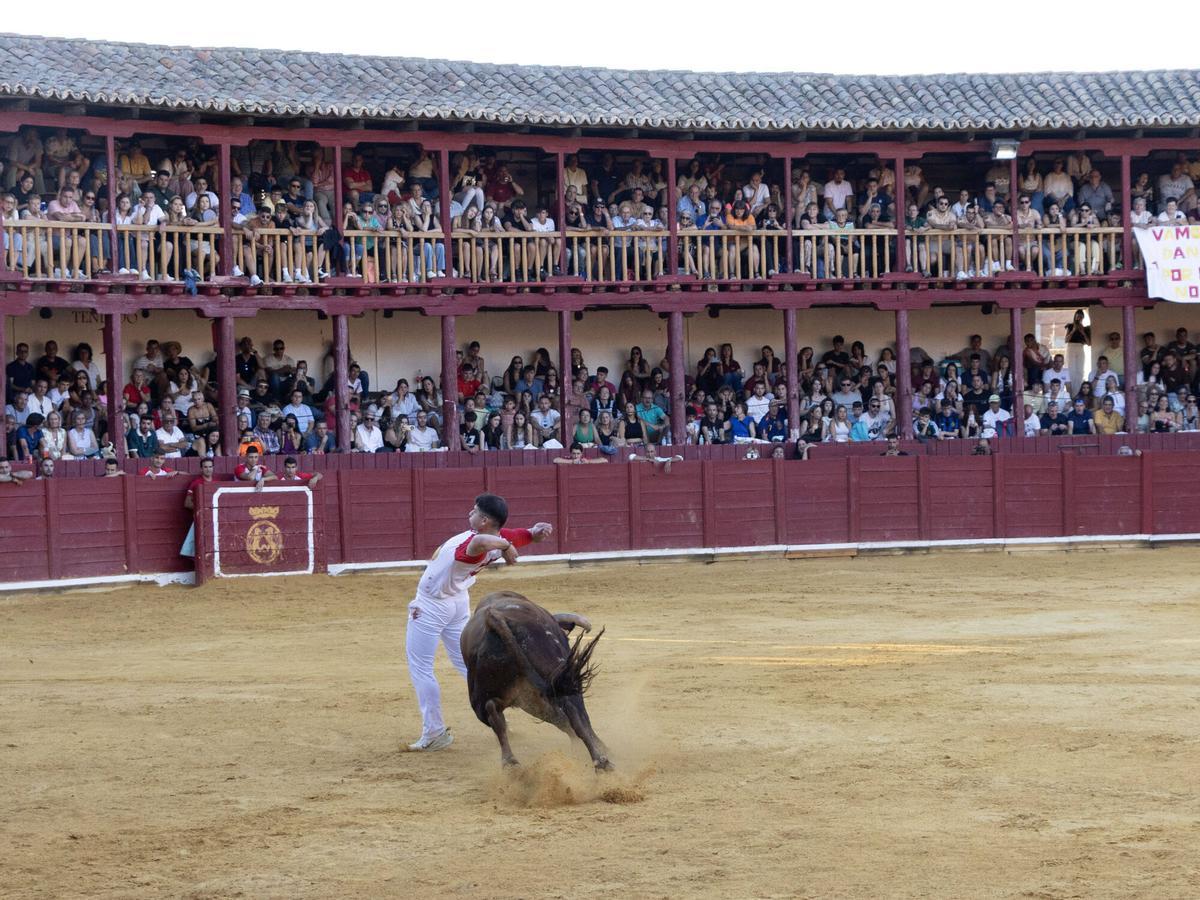 Concurso de cortes, Toro 2026