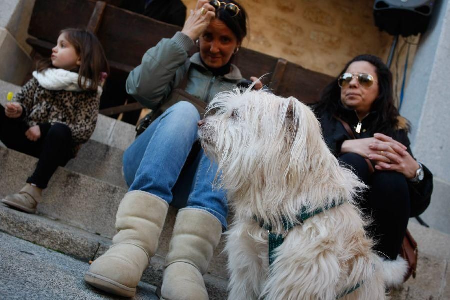 Los perros gobiernan por san Antón en Zamora