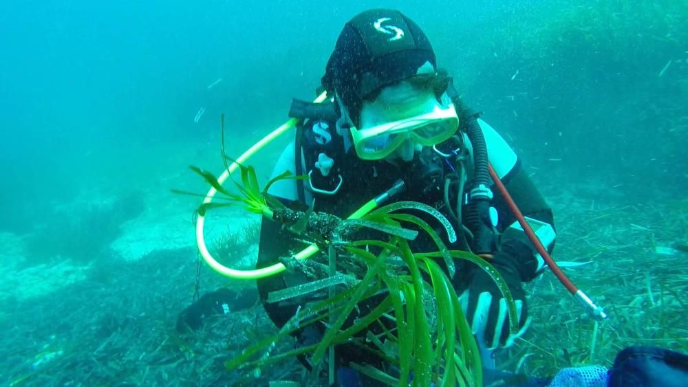 El proyecto de plantación de posidonia en Pollença alcanza el 60% de la superficie prevista