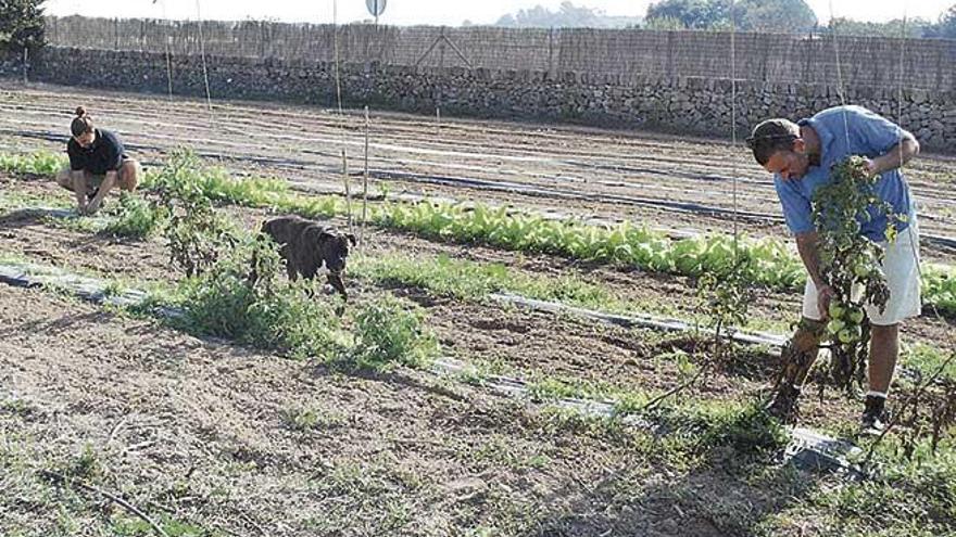 La medida busca ayudar a agricultores y ganaderos.