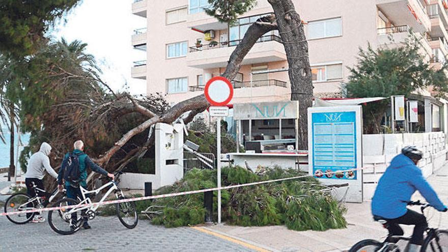 Un pino se cae en Can Pastilla