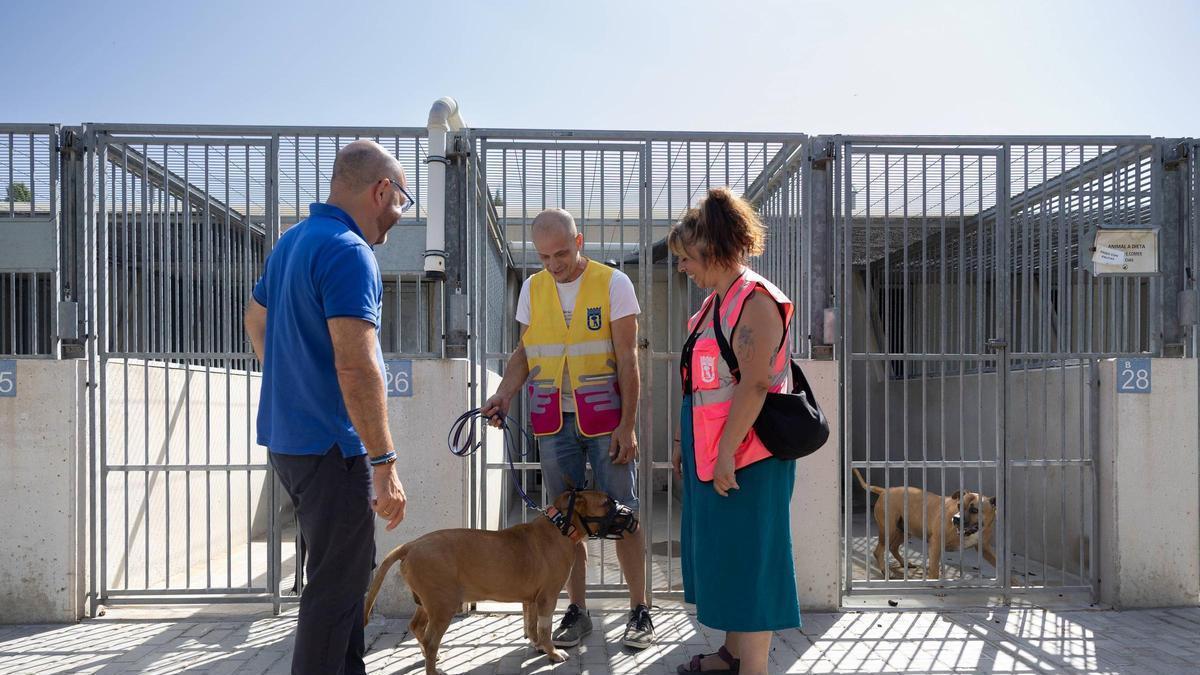 Voluntarios por Madrid contribuye al bienestar de perros y gatos del Centro de Protección Animal con cuidados y 8.000 paseos al año