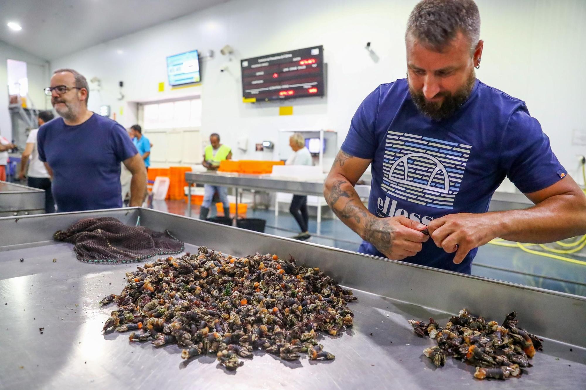 Los últimos retoques de la Festa do Marisco de O Grove.