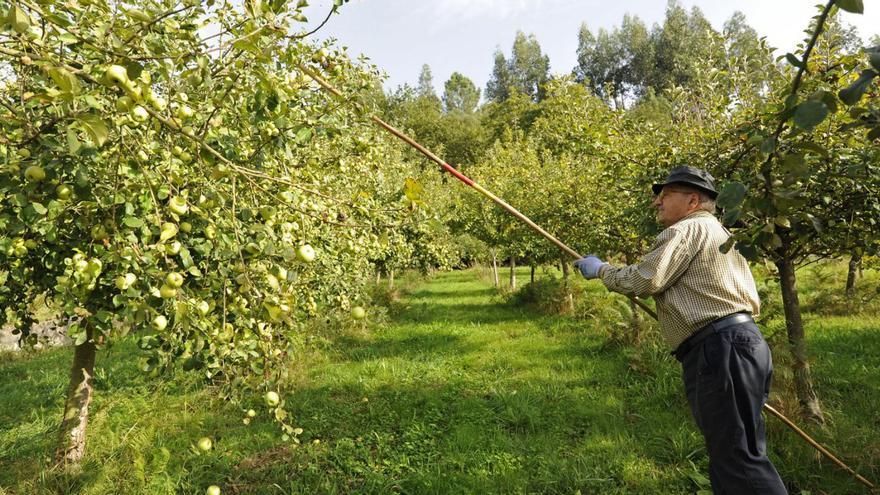 Recogida de manzanas en una finca de Agar.   | // BERNABÉ/JAVIER LALÍN