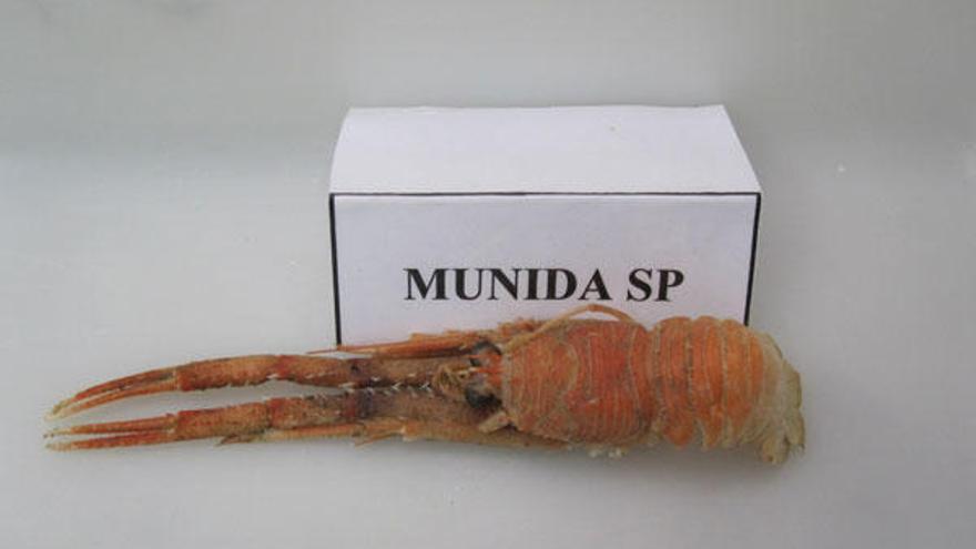 La "Munida Spp.", que puede ser empleada en la gastronomía.