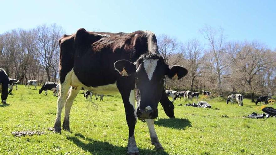 Vacas de una explotación láctea gallega pastan en un prado.