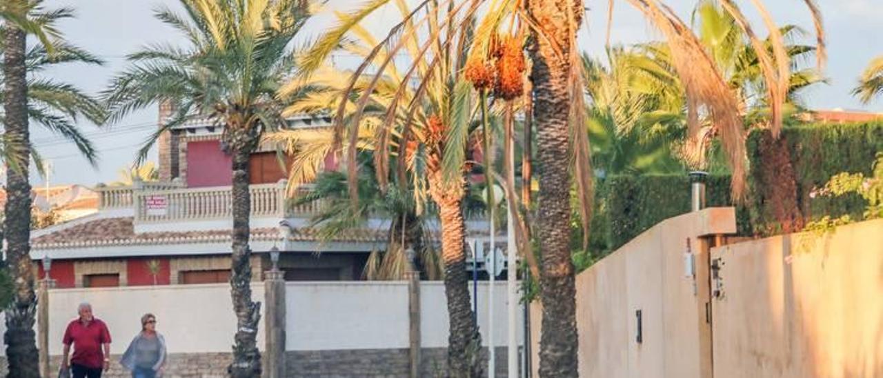 Imagen de las palmeras de alineación de Orihuela Costa en Cabo Roig, de propiedad municipal y situadas junto a las viviendas.