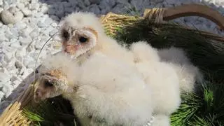 La Axarquía, auténtico vergel para casi 300 especies de aves