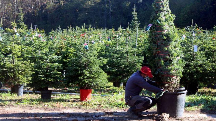 Un treballador d&#039;una finca on es cultiven arbres de Nadal preparant-los per ser comercialitzats |