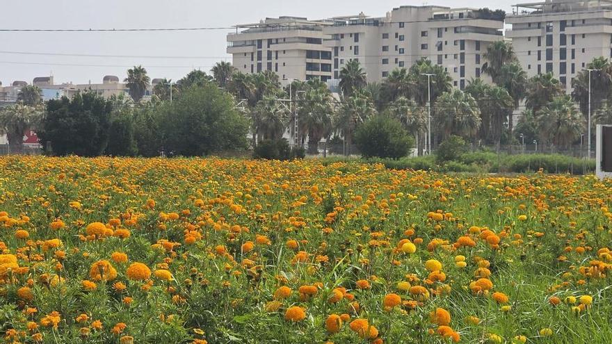 Así están los campos de clavellones para la Batalla de Flores de València