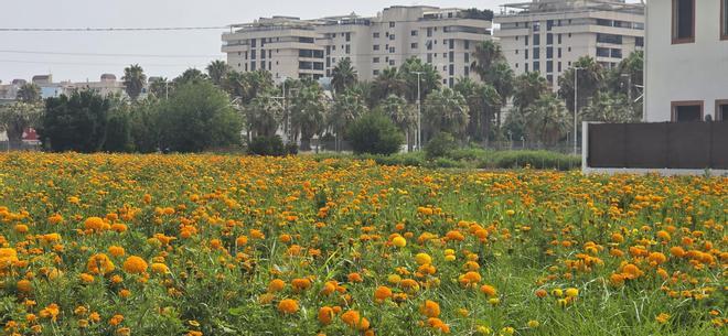 Así están los campos de clavellones para la Batalla de Flores de València