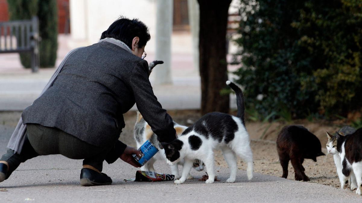 Un hombre alimenta a varios gatos callejeros.