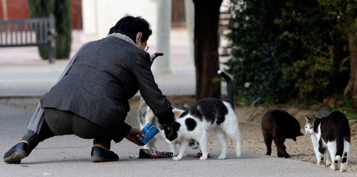 Un hombre alimenta a varios gatos callejeros.