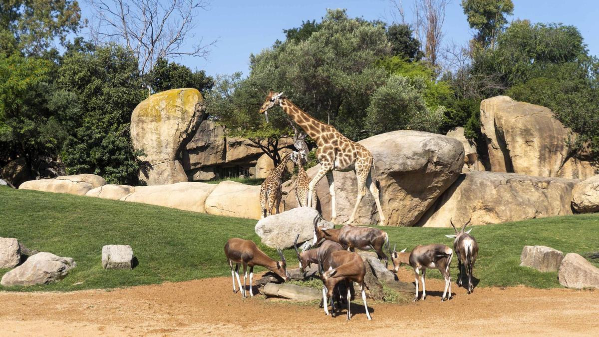Jirafas y antílopes en la sábana de Bioparc Valencia.