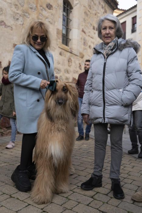 Bendición de animales de San Antón