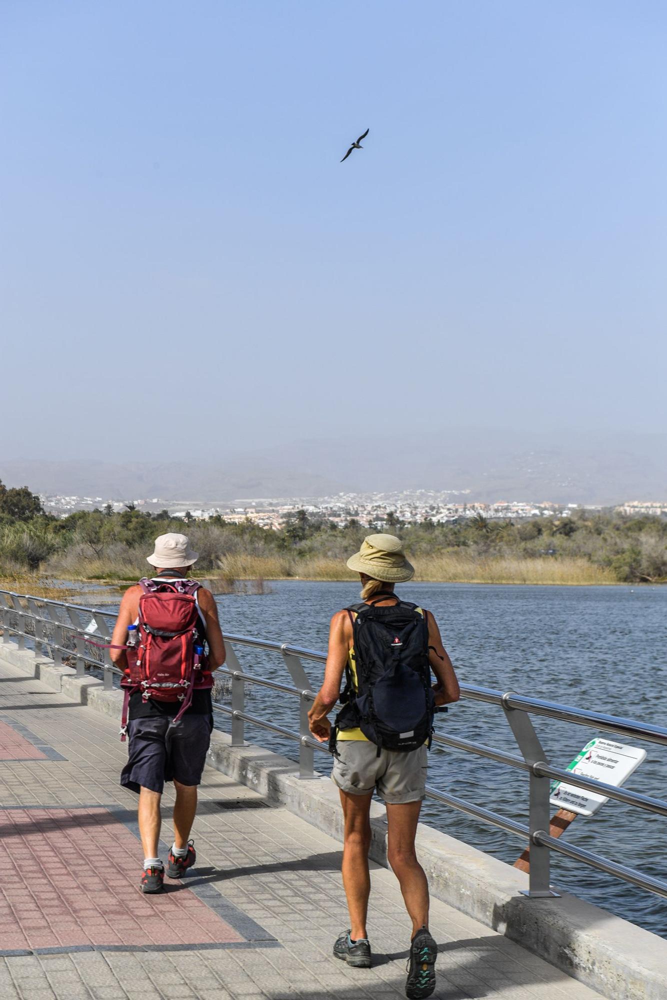 Avistamiento de fauna en la charca de Maspalomas