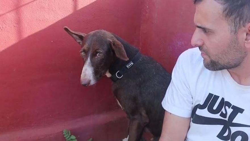 Estas son las importantes secuelas que padecen los perros rescatados en una finca de Tenerife