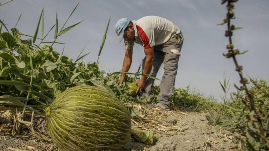 El melón del Carrizal es un cultivo del entorno del parque.