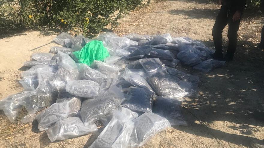 Hallan 80 kilos de cogollos de marihuana en una finca de limoneros de Abanilla