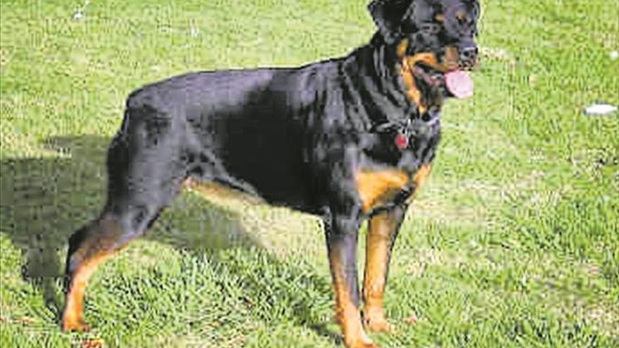 Herido grave tras ser atacado por tres rottweiler