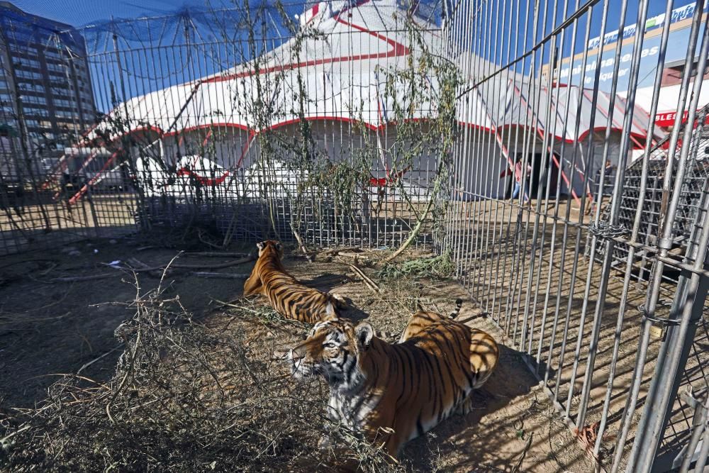 Un circo con animales en Alfafar, el único en la Comunitat