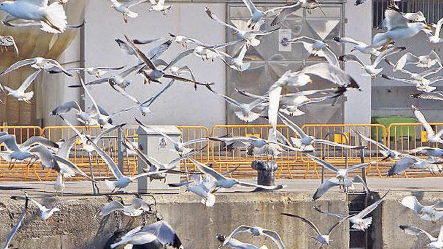 La campaña trata de controlar la población de gaviotas.  // Marta G. Brea