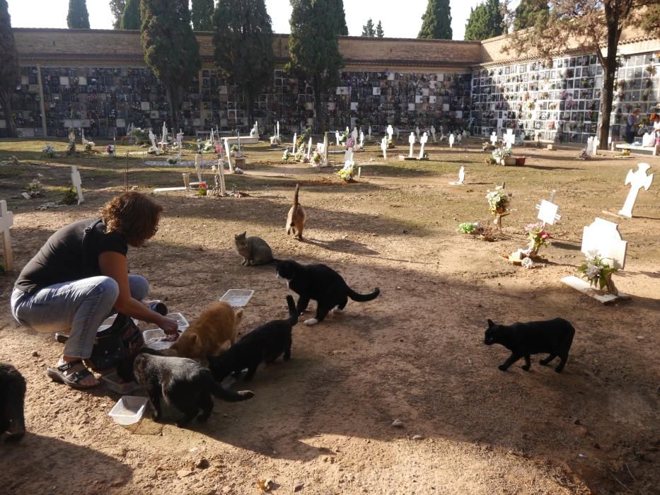 Los gatos del Cementerio General